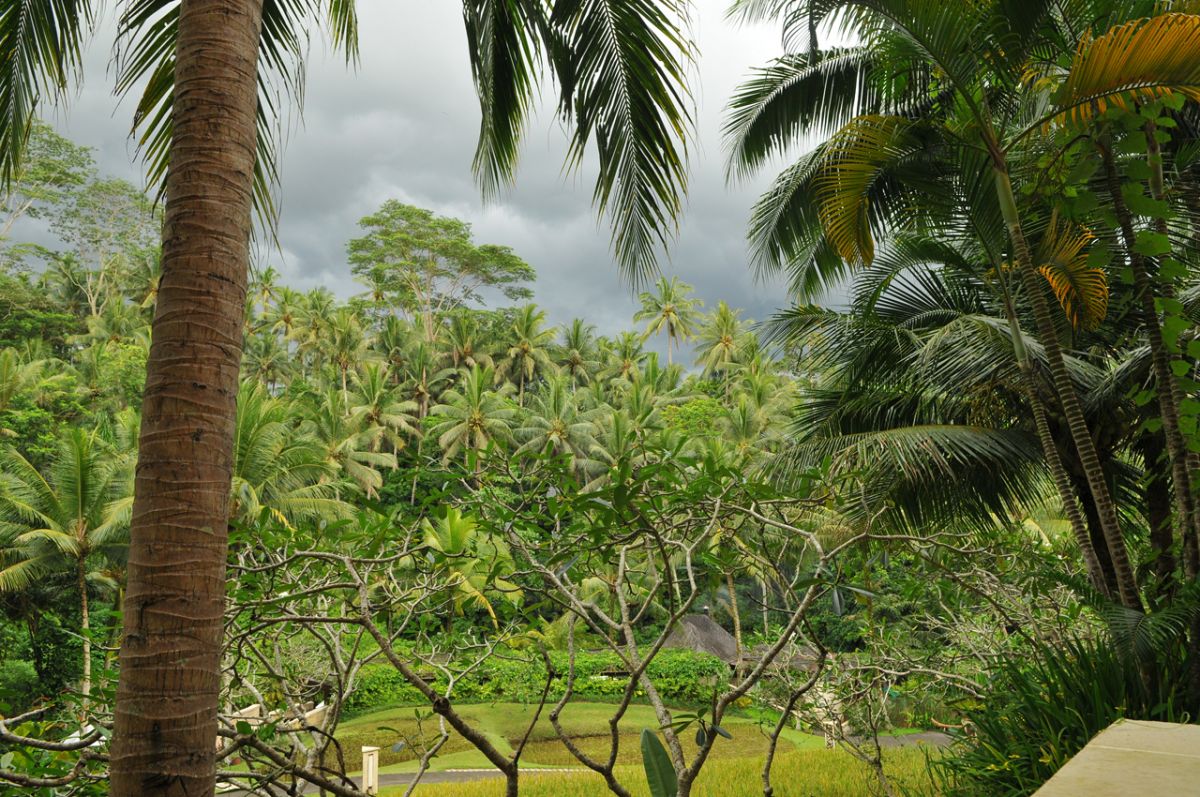 Palms in Bali